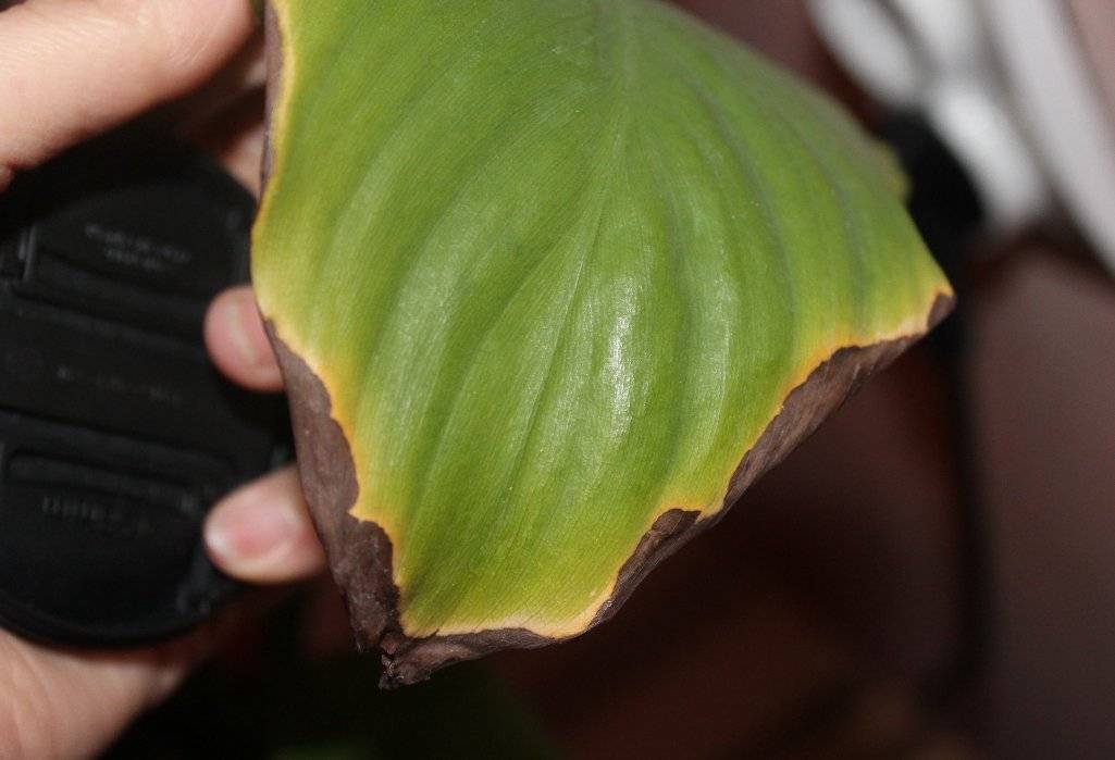 Почему сохнут кончики листьев у комнатных растений? фото — ботаничка.ru