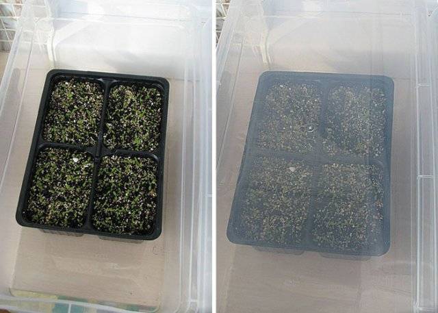Выращивание примулы из семян: как сеять, пикировать, ухаживать