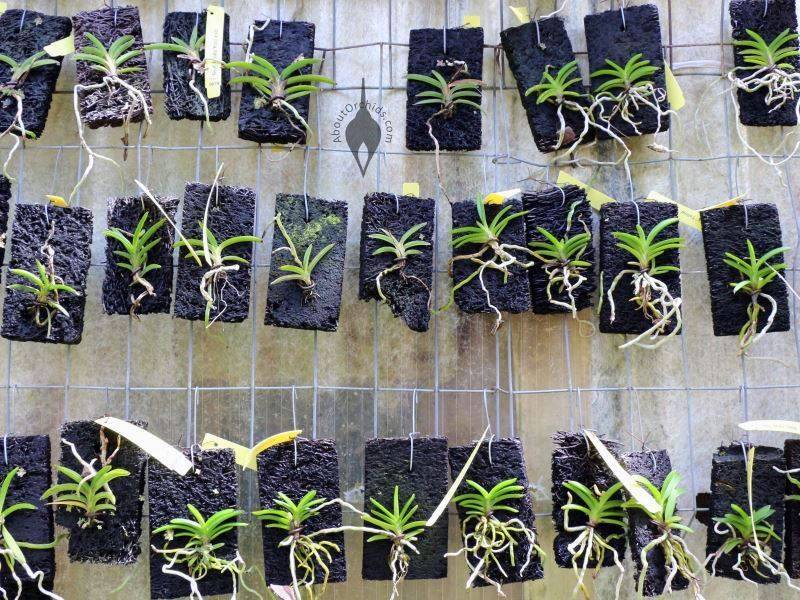 Можно ли для культивирования орхидеи использовать семена?
