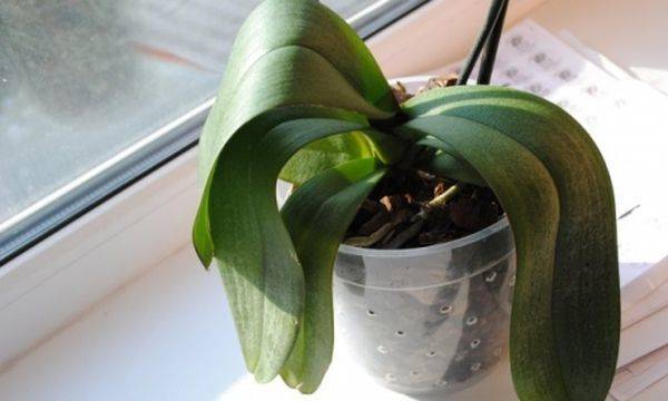 Листья орхидеи потеряли тургор и морщинятся: как восстановить, что делать