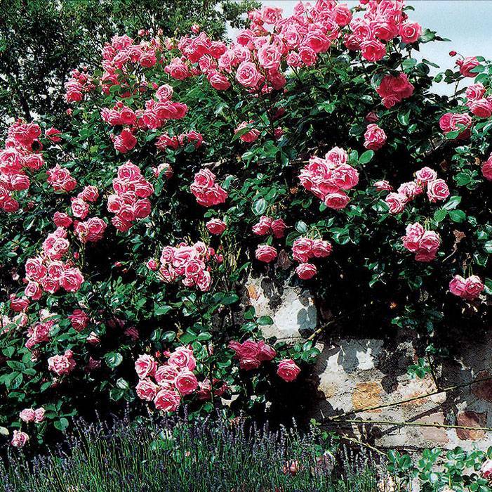 Плетистая роза "лавиния" (описание сорта, отзывы, уход, фото)