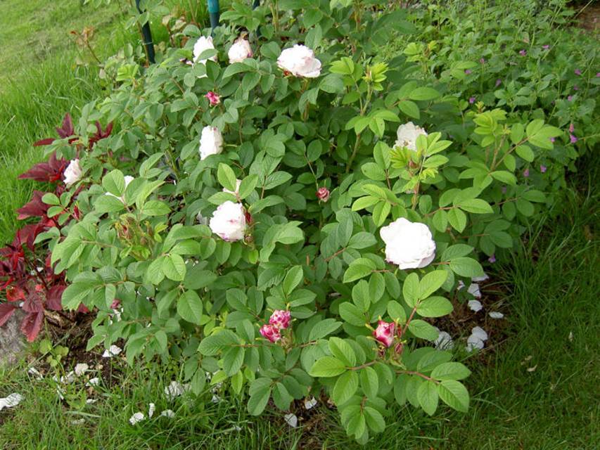 Посадка и уход за канадской парковой розой луиза багнет: агротехника выращивания