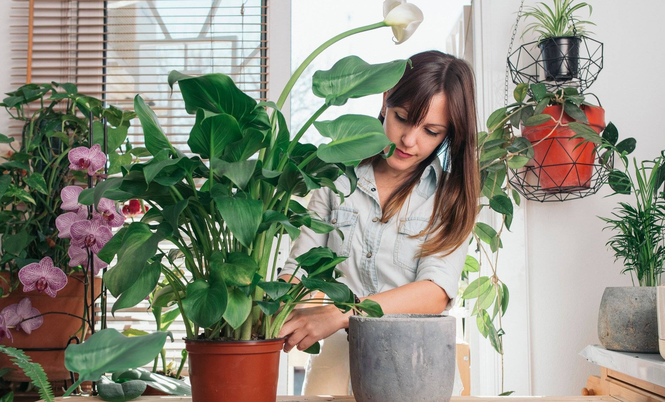 7 правил весенней пересадки многолетников, которые помогут не угробить любимые растения