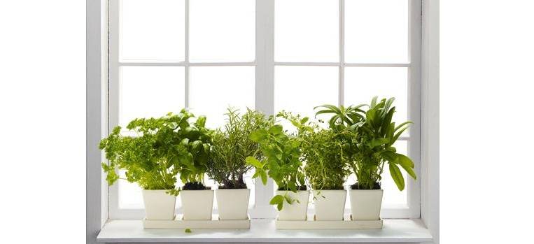 Цветы для офиса: какие неприхотливые и тенелюбивые комнатные растения лучше поставить на работе?