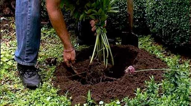 Пересадка садовых клематисов на новое место: сроки, пошаговая инструкция
