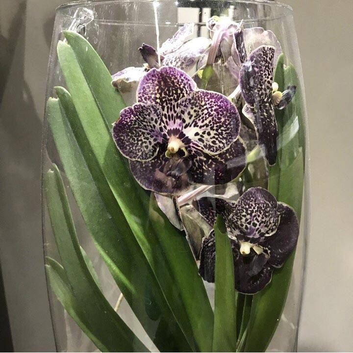 Орхидея ванда: уход в домашних условиях за цветком