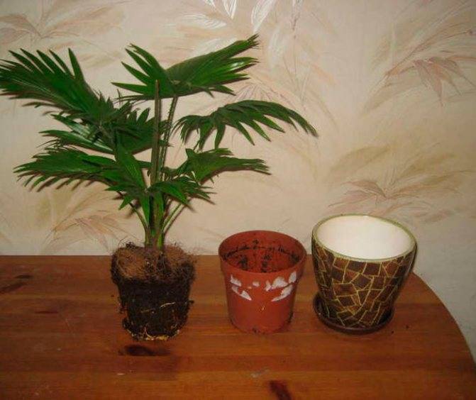 Как ухаживать за домашней пальмой: выращивание из семян, полив и подкормка