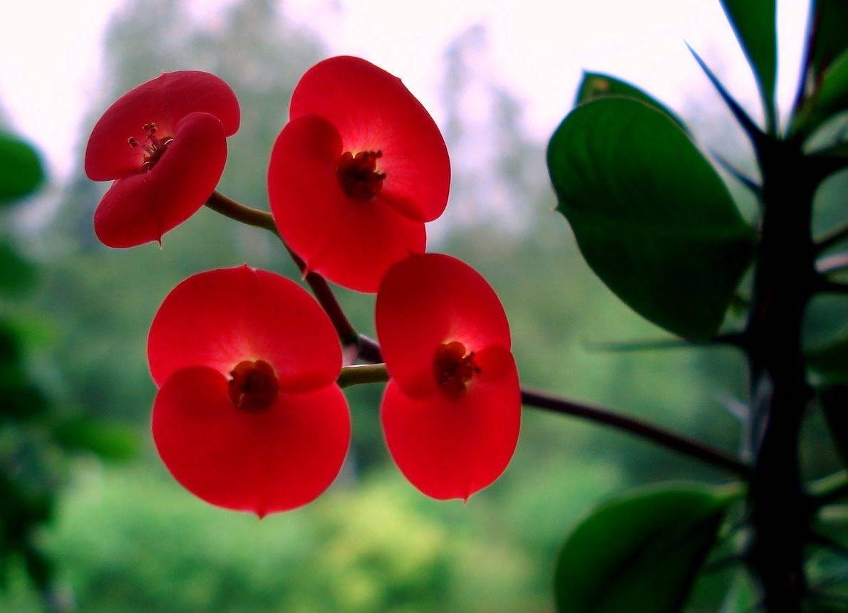 Цветок с красно зелеными листьями: названия и фото