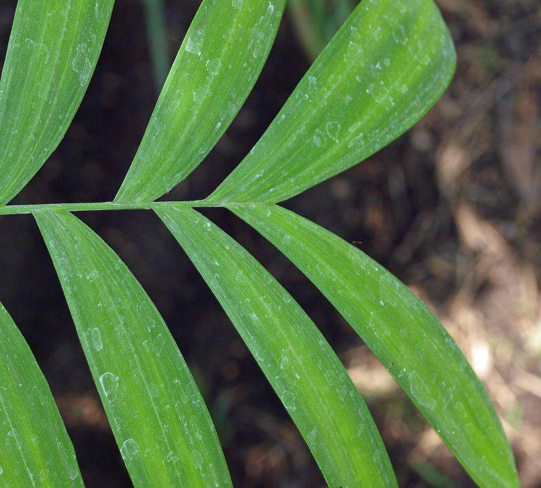Болезни и проблемы при выращивании пальмы хамедореи. причины засыхания листьев у хамедории хамедорея сохнут листья после пересадки