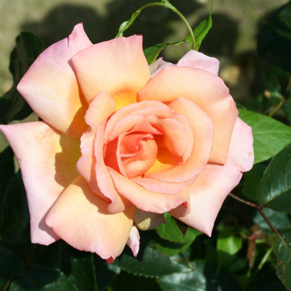 Роза мэри энн
