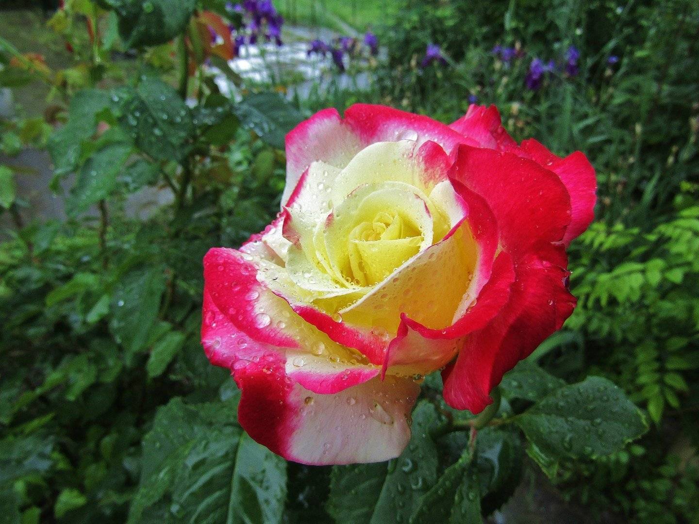 Роза double delight (двойное удовольствие) — отзывы 	 отрицательные. нейтральные. положительные. + оставить отзыв отрицательные отзывы red_rose http://www.rosebook.ru/roses/tea-hybrid/double-delight п