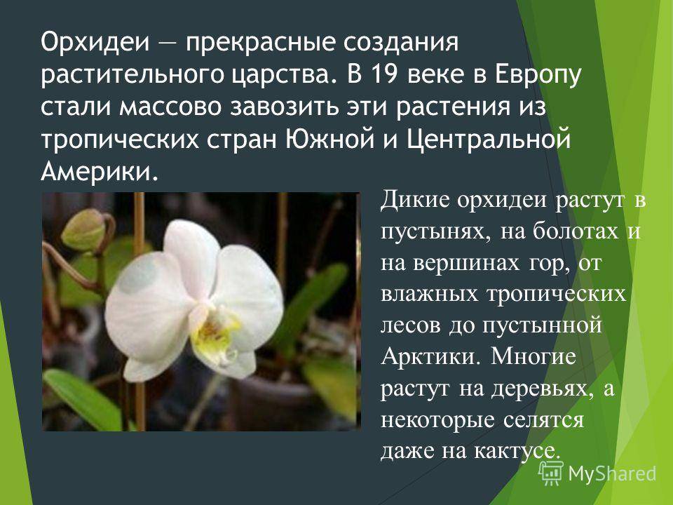 Орхидный гибрид камбрия: цветение и уход