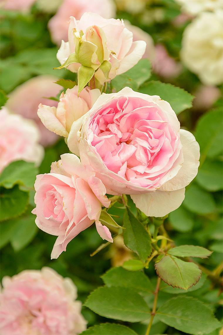 ✅ о розе morden blush: описание и характеристики сорта канадской парковой розы