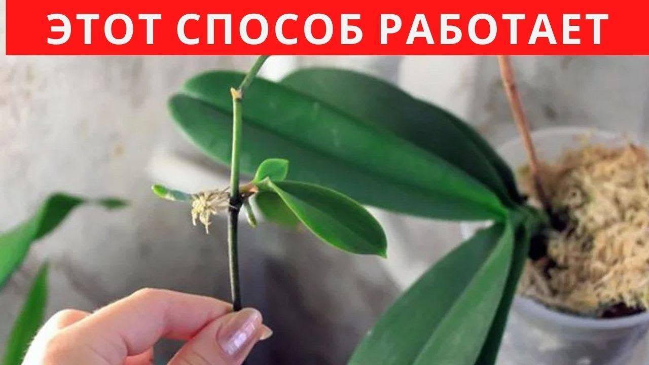 Все о потомстве орхидеи – размножение цветоносом