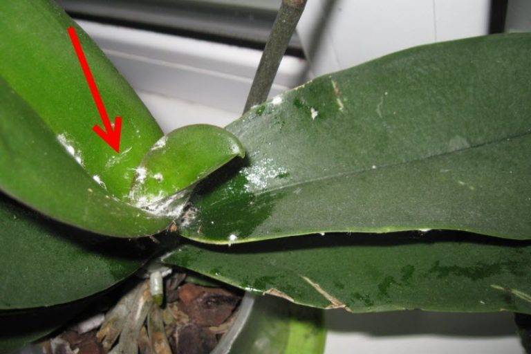 Белые жучки на орхидее — как избавиться от насекомых