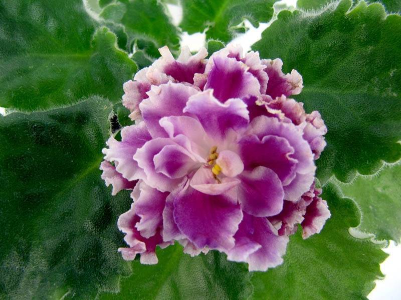 Махровая красавица светланы репкиной – фиалка «ледяная роза»