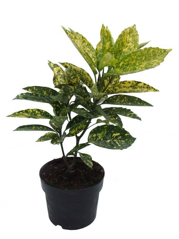 Комнатное растение аукуба японская: уход, описание с фото