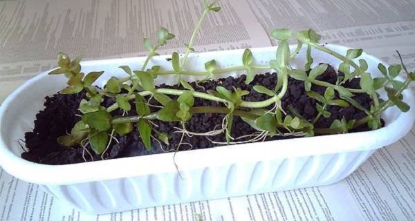 Бакопа: выращивание из семян в домашних условиях, посадка и уход, фото и описание цветов