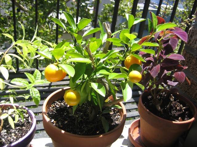 Каламондин или цитрофортунелла (домашний мандарин) – уход в домашних условиях. выращивание, пересадка и размножение