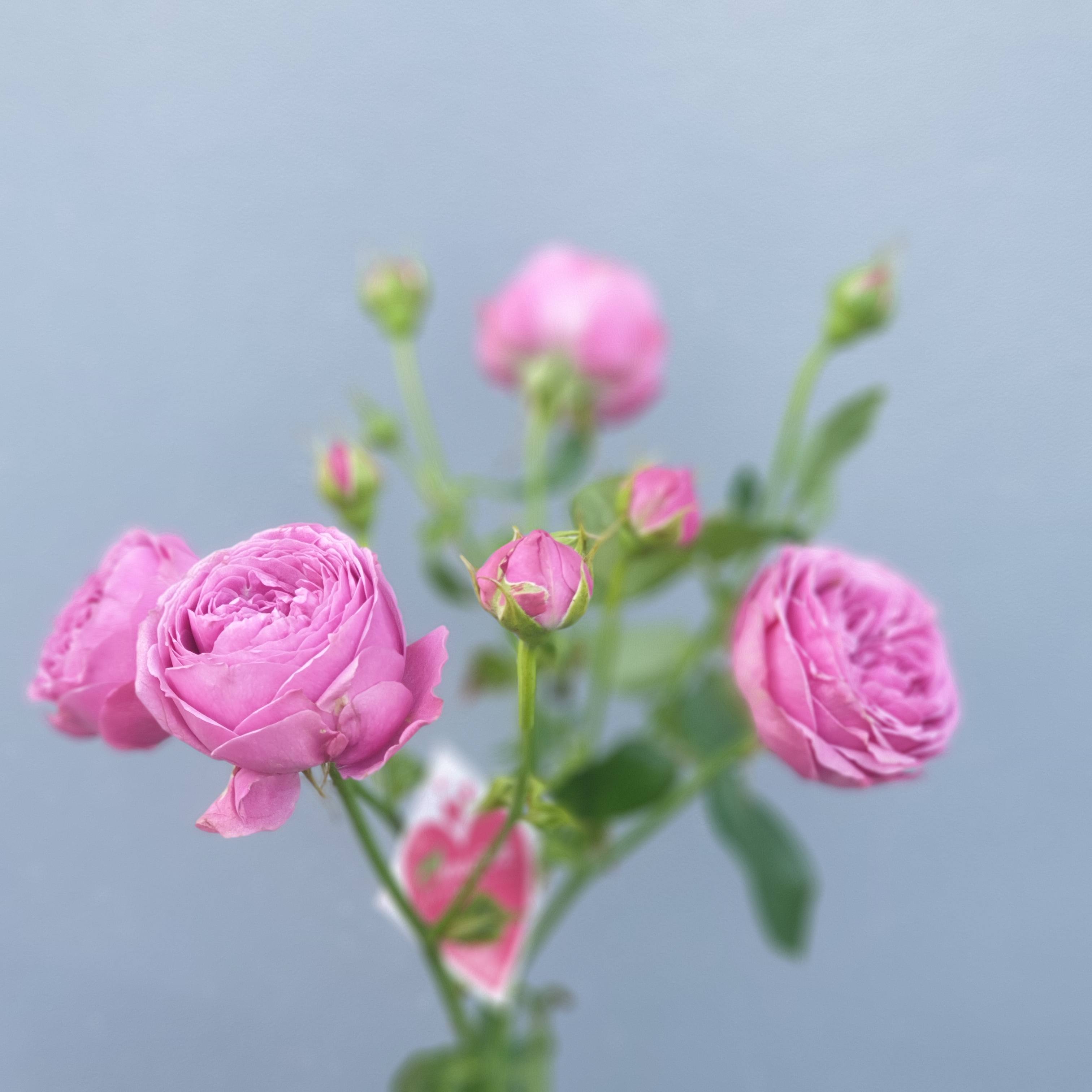 Роза помпонелла – особенности ухода