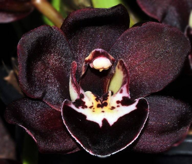 Загадочные черные орхидеи фаленопсис: сорта и фото