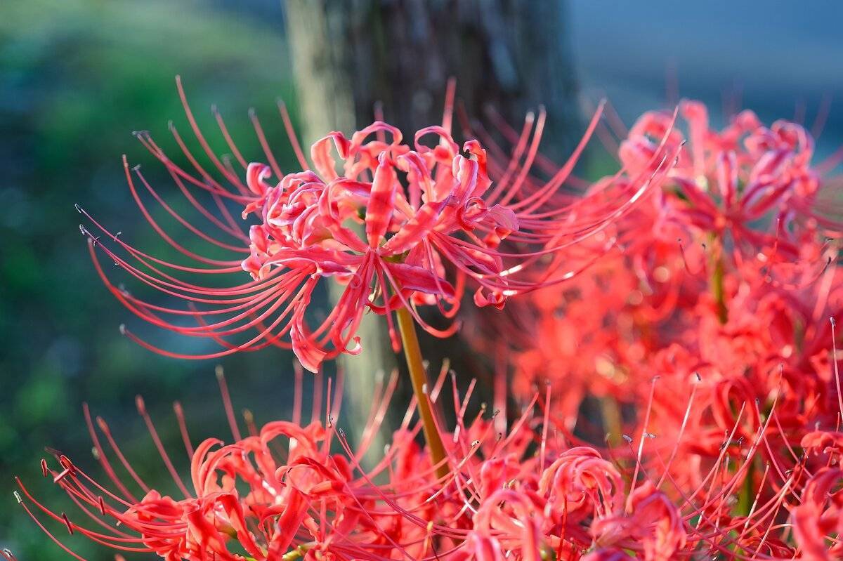 Ликорис (паучья лилия): значение цветка, уход и выращивание, фото
