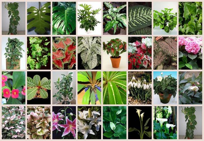 10 комнатных растений, которые могут навредить домашнему питомцу