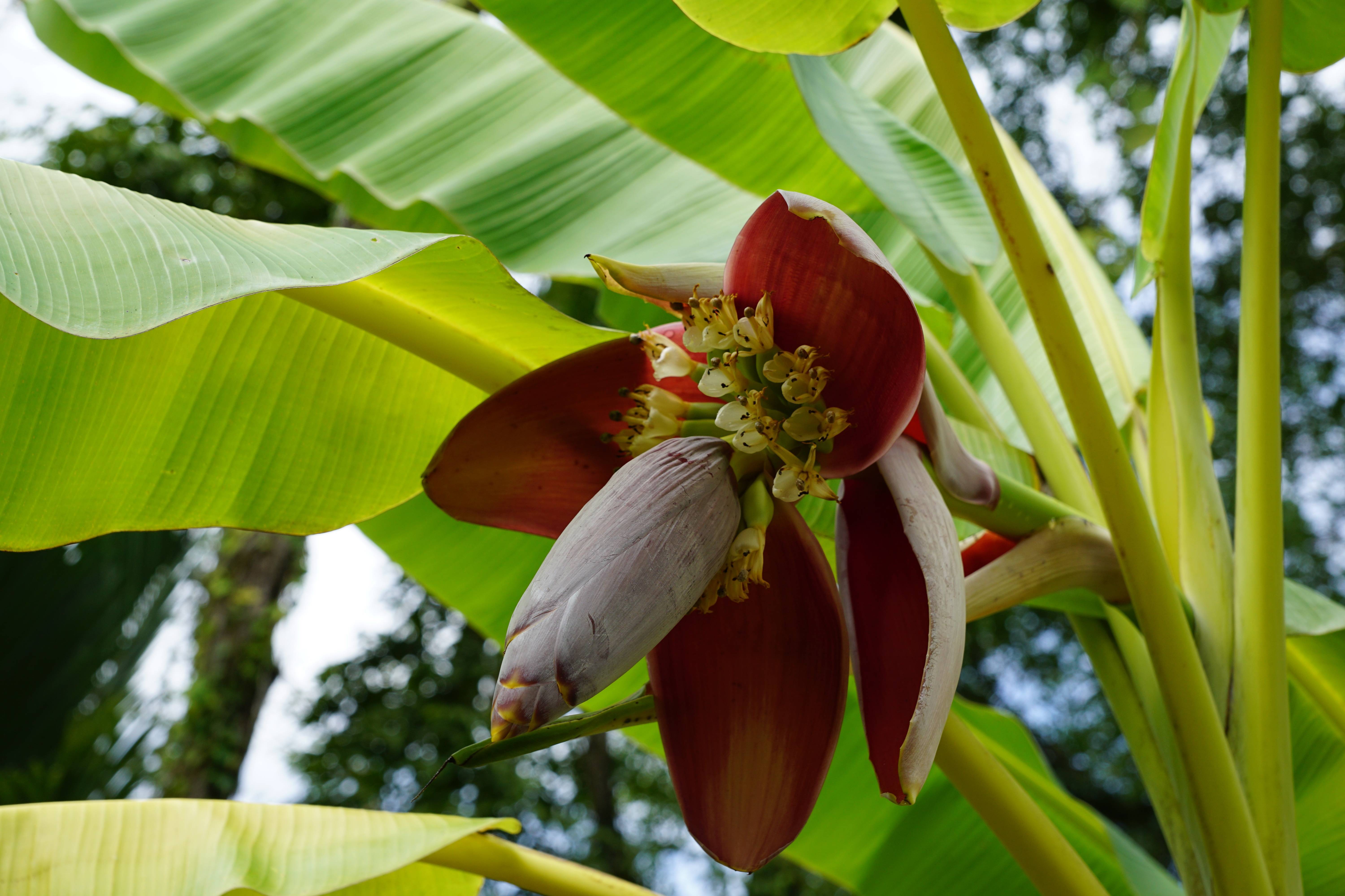 Банановая пальма это дерево или трава - дневник садовода flowersdi.ru