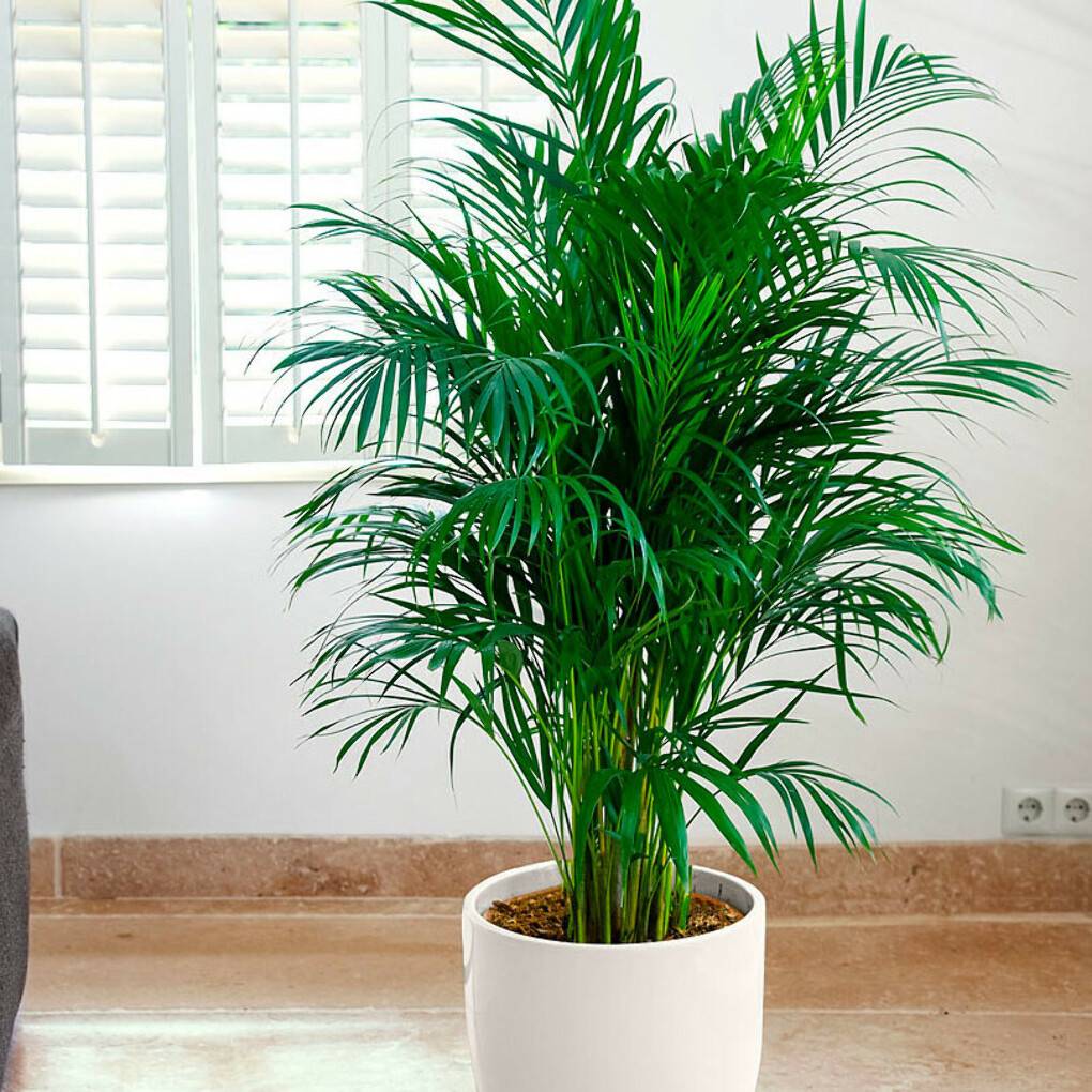 Как ухаживать за комнатной пальмой в домашних условиях?