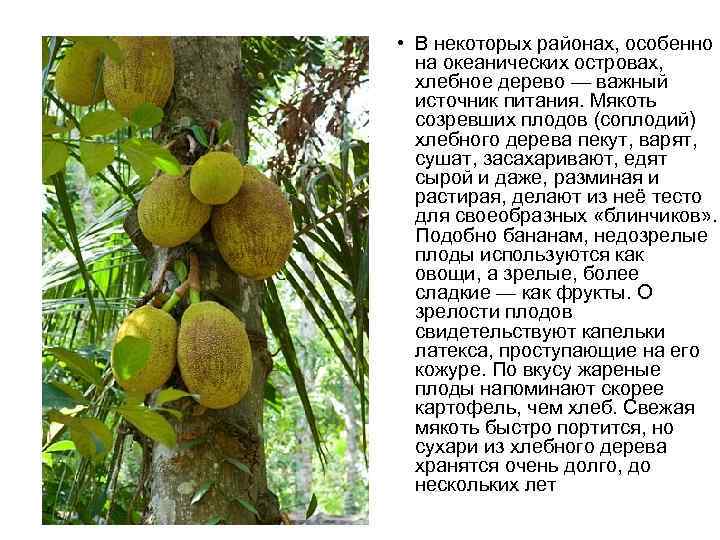 Хлебное дерево. плоды хлебного дерева. описание растения :: syl.ru