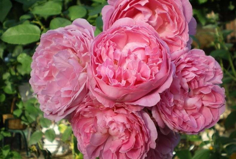 Роза Мэри Роуз (Mary Rose) — описание сорта и его особенности