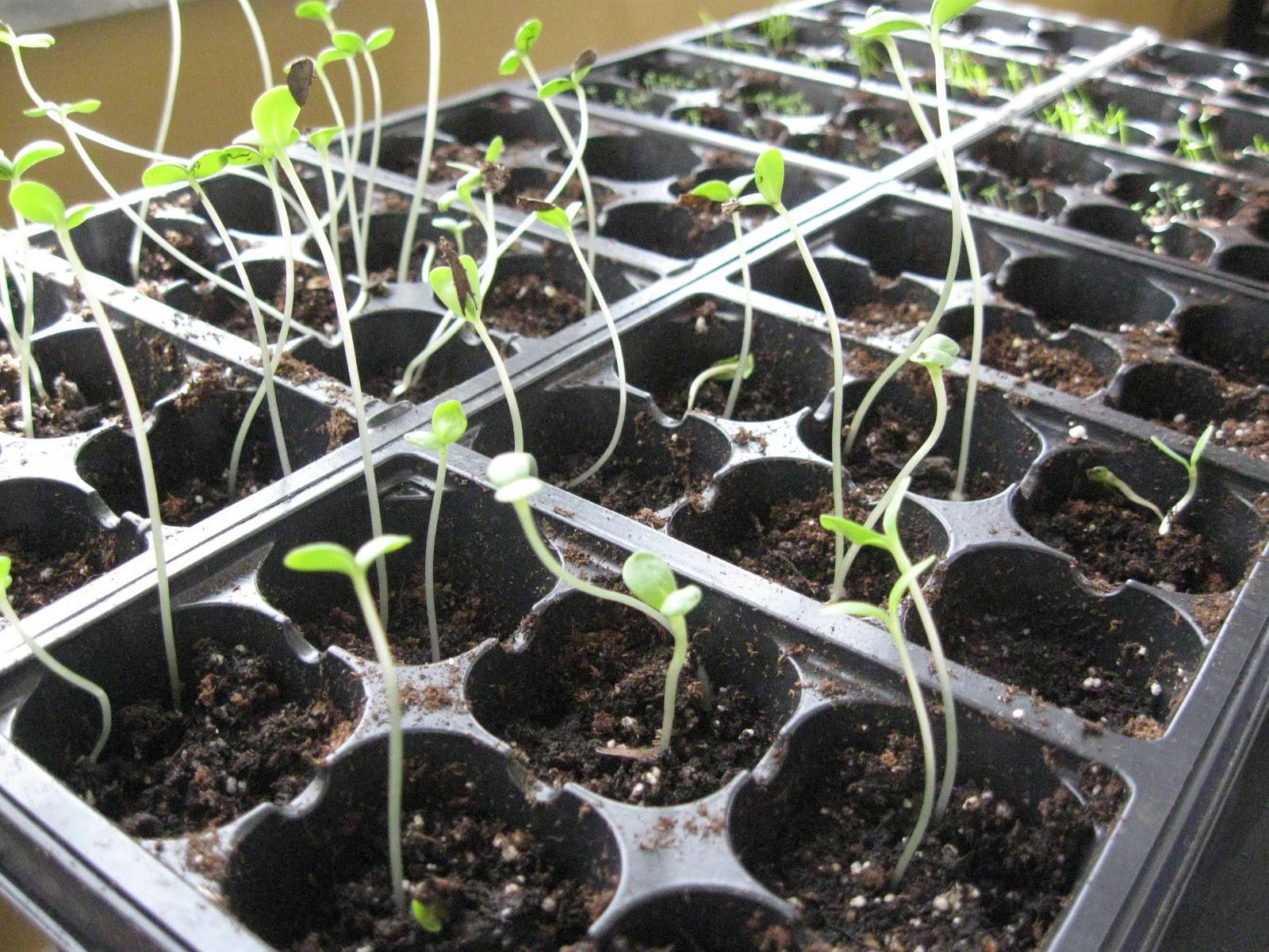 Выращивание циннии из семян: как и когда сажать на рассаду
