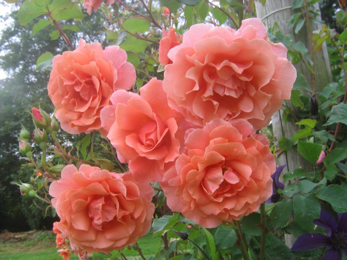 Плетистые розы: виды и сорта, зимостойкие и цветущие все лето, описание и фото