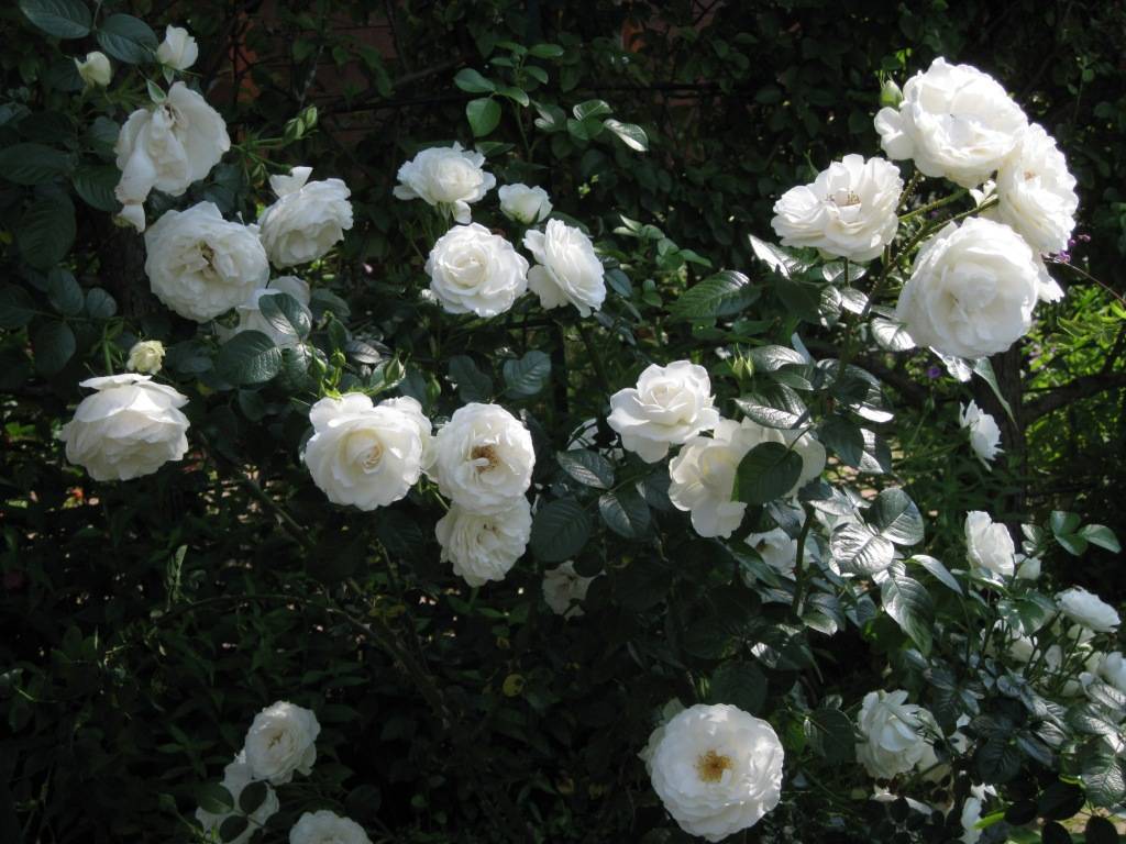 Роза айсберг: фото, описание спрей розы | qlumba.com
