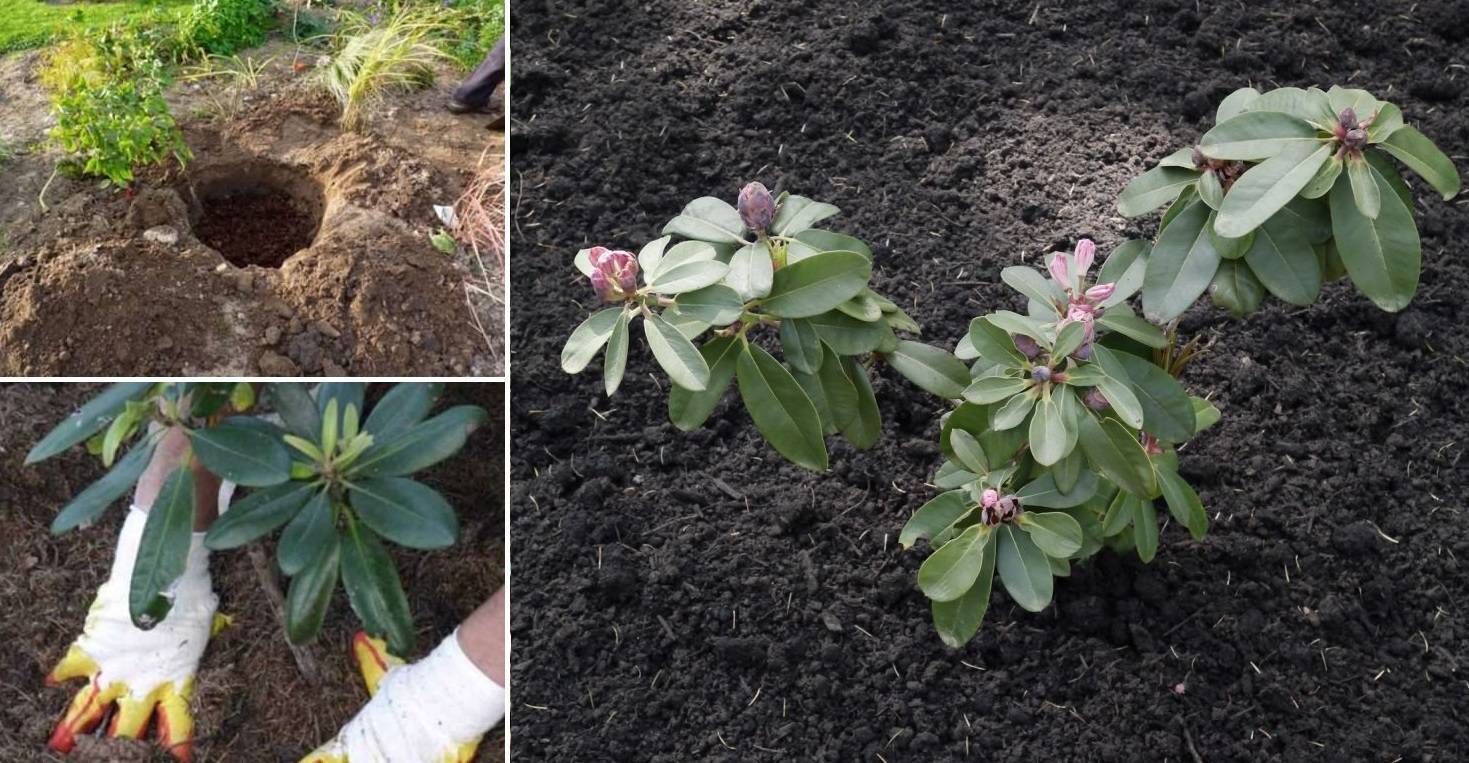 Рододендрон садовый: посадка и уход в открытом грунте