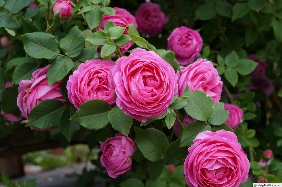 Лучшие из сортов парковых роз для выращивания в подмосковье