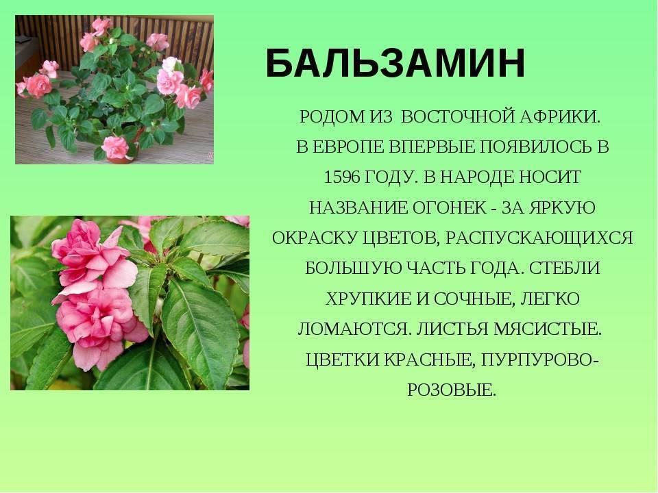 Бальзамин садовый: фото с описанием, виды цветка, особенности ухода, секреты выращивания и рекомендации специалистов - sadovnikam.ru