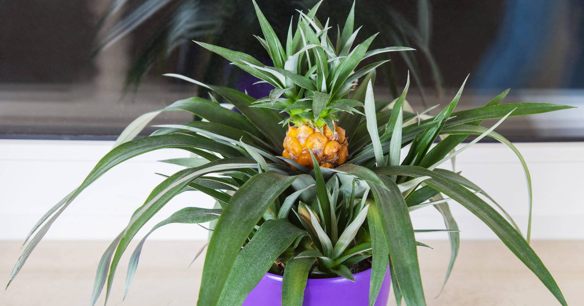 Как вырастить ананас в домашних условиях? из верхушки (розетки). фото — ботаничка