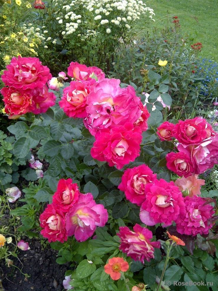 Арктотис – выращивание в саду, фото цветов