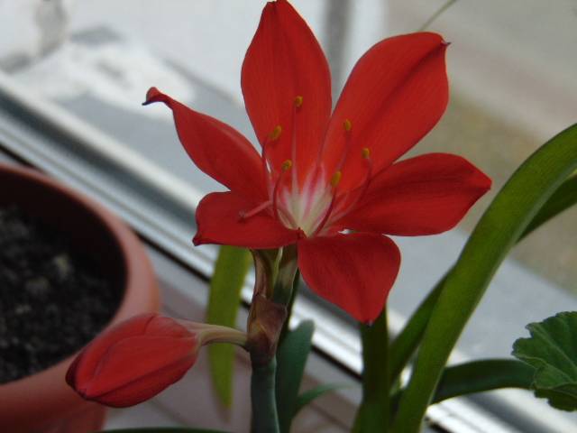Цветок валлота: особый уход за прекрасным растением