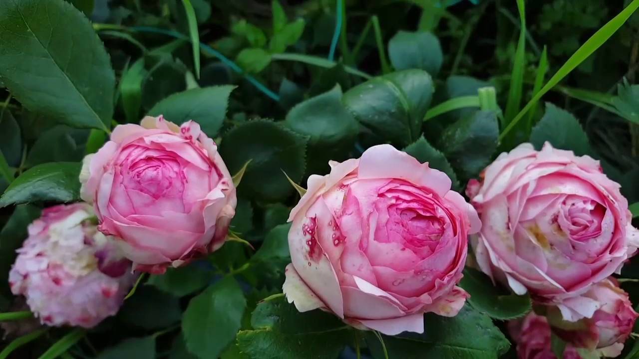 Сорт розы ферст леди первая леди: как посадить и ухаживать за срезочным шрабом