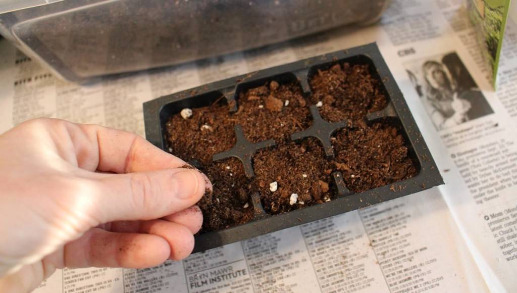 Как вырастить базилик дома на подоконнике и на рассаду из семян