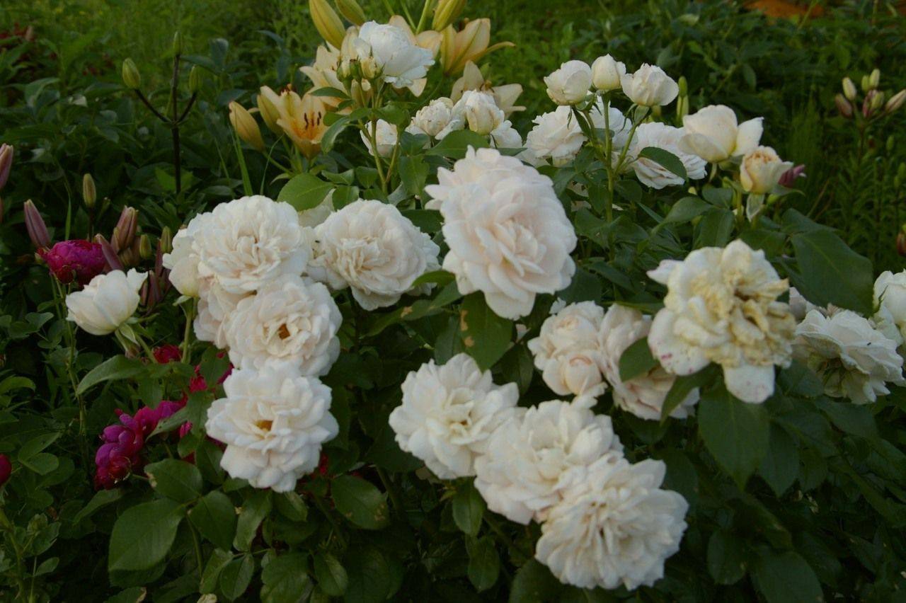 Почвопокровные розы: уход и выращивание в саду, размножение, подготовка к зиме
