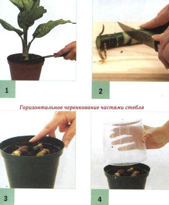 Кротон (кодиеум) - выращивание и уход в домашних условиях
