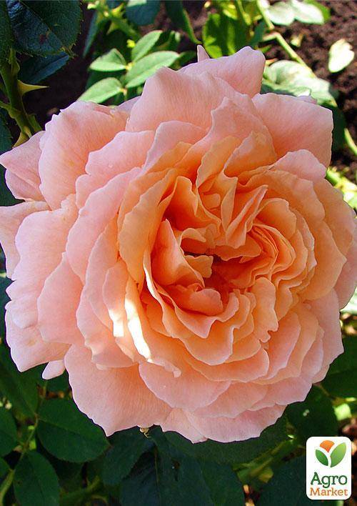 Роза Полька (Polka) — особенности популярного цветка