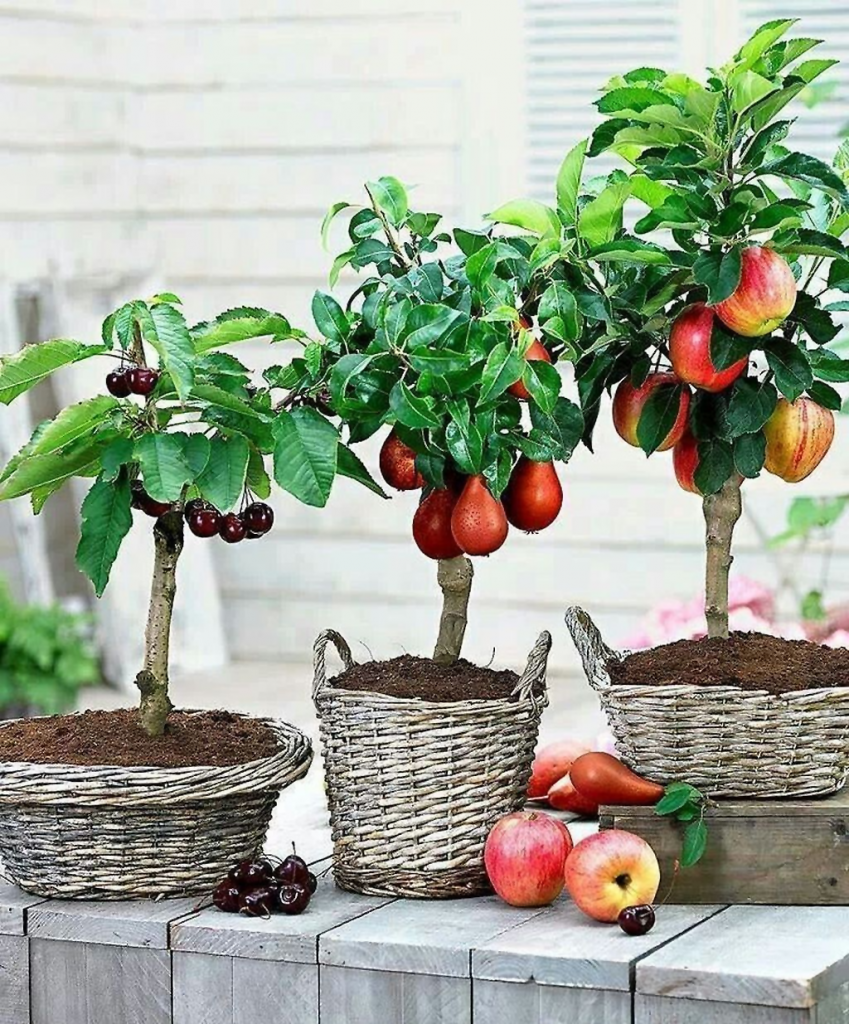10 комнатных фруктовых деревьев для выращивания в квартире на подоконнике