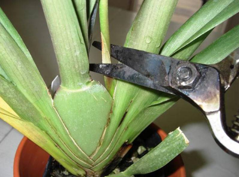 Как правильно обрезать орхидею после цветения в домашних условиях