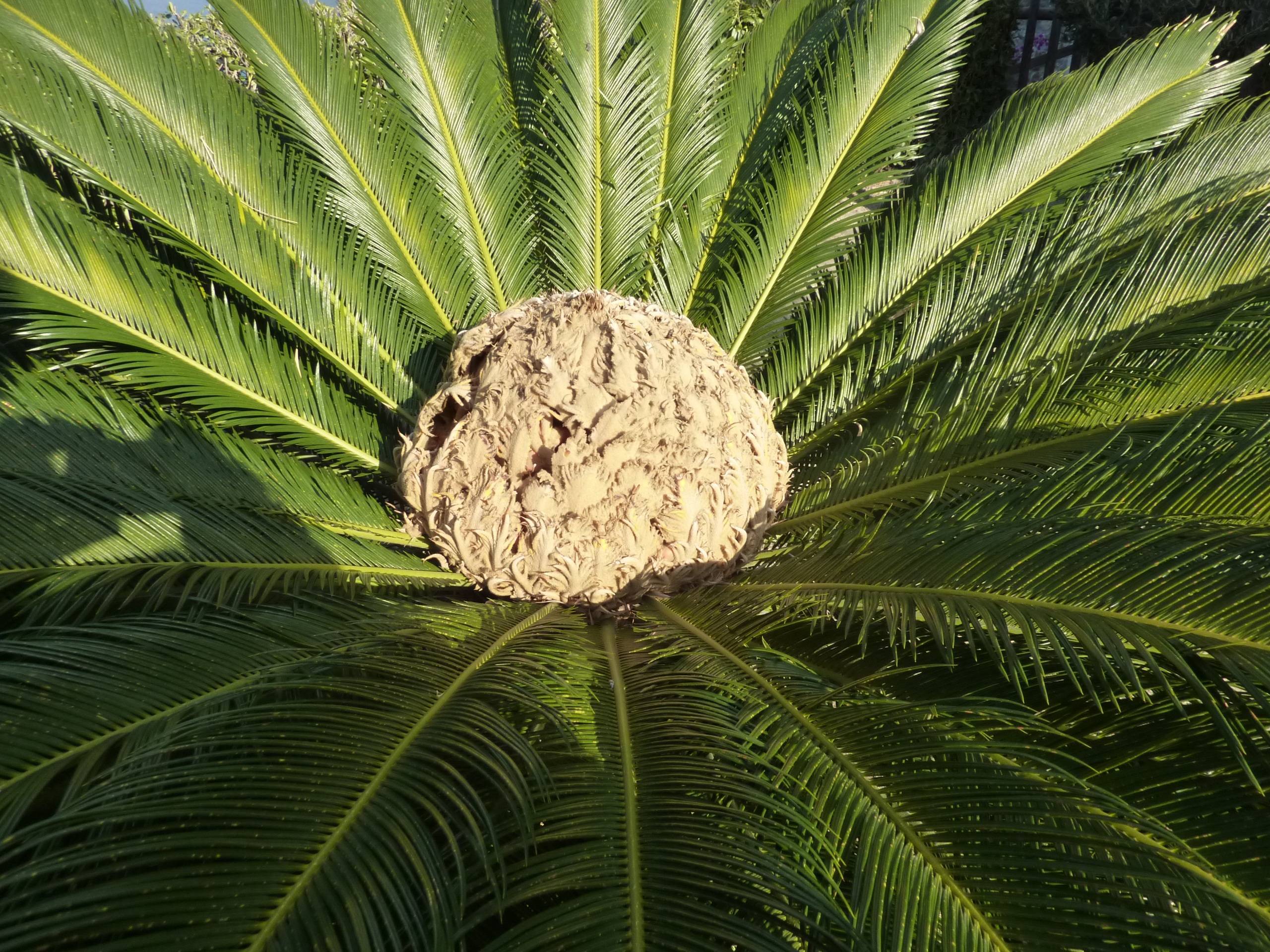Топ-20 неожиданных фактов о кокосе, в которые трудно поверить