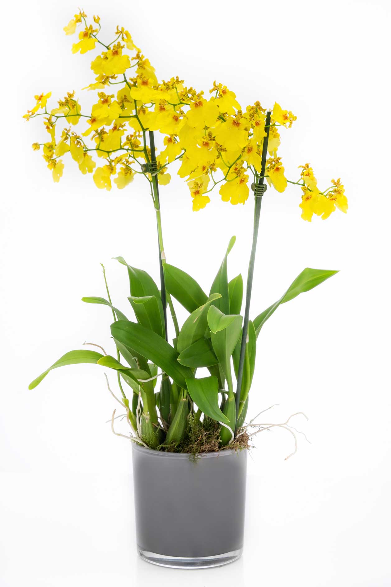 Орхидея онцидиум: уход в домашних условиях, размножение, пересадка, почему желтеет