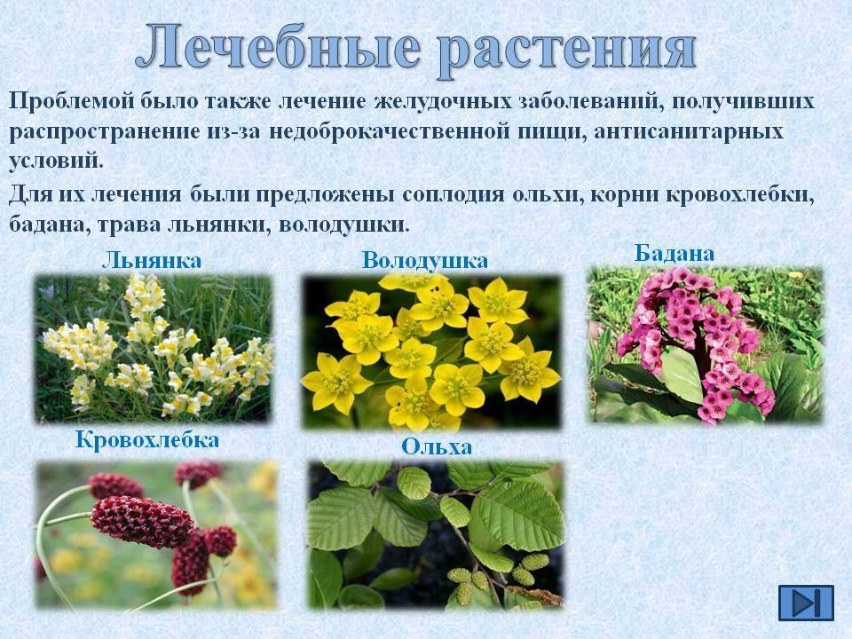 Какие лекарственные растения произрастают в россии – список, характеристика и фото